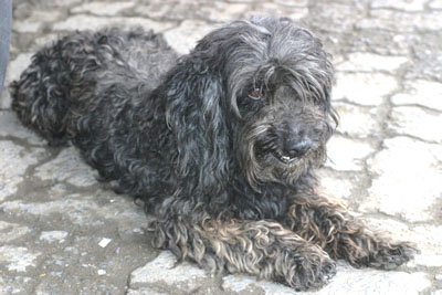 Abandono de animais preocupa municípios