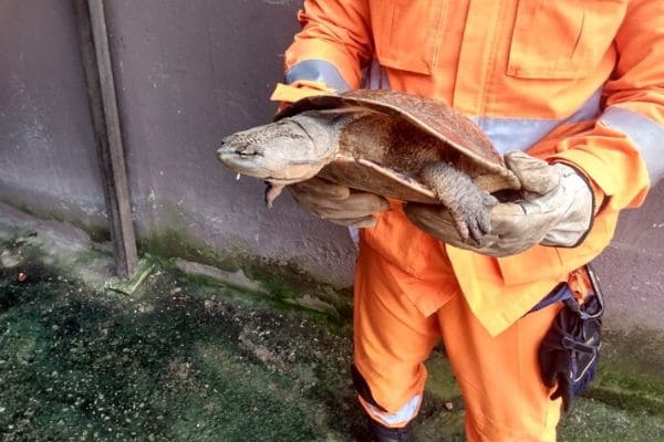 Tartaruga é encontrada em rua do bairro Praia