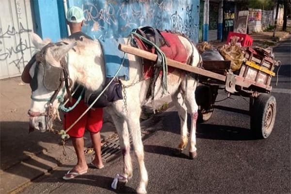 Fim das carroças em BH: viabilizamos!