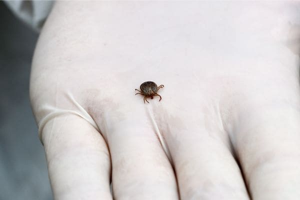 Febre maculosa: Contagem registra 65 notificações da doença