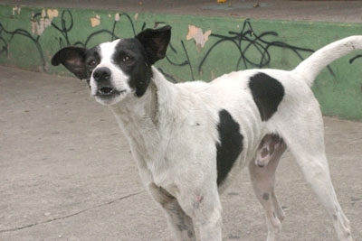 Boca no Trombone – Cães soltos nas ruas são uma ameaça à cidade