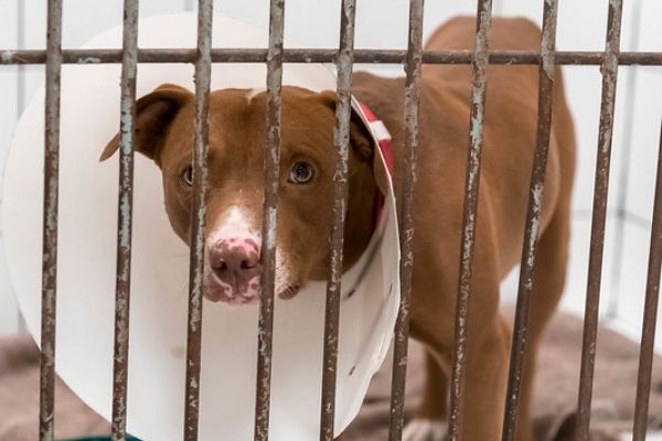 Publicada lei que proíbe sacrifício de animais pelas zoonoses