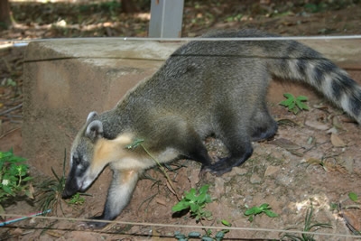 Parque das Mangabeiras, quatis convivem com visitantes