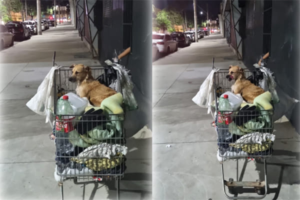 Flagrante de morador e cão em situação de rua