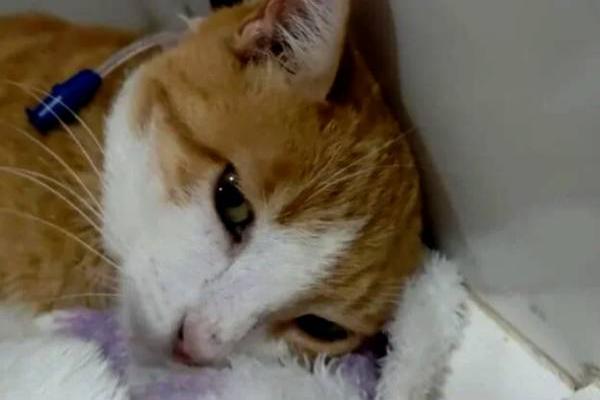 Vaquinha solidária busca recursos para salvar a vida da gatinha Mirila