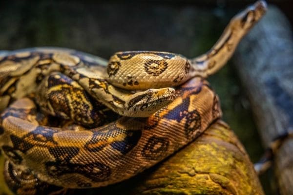 Guarda Civil resgata cobras e aves silvestres em Contagem