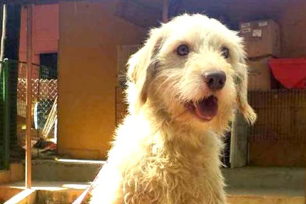 Cão Viver realiza festa julina beneficente