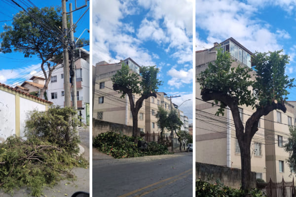Plano de Arborização Urbana de Contagem será discutido em seminário online