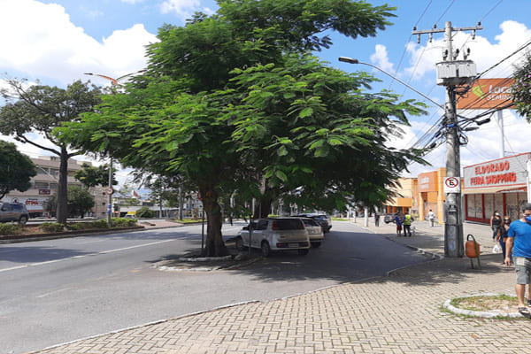 Árvores darão lugar ao transporte coletivo