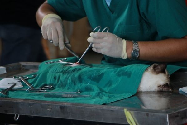 Castração de animais voltará a ser feita pela Zoonoses de Contagem