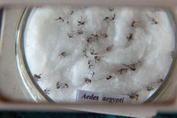 Ministério da Saúde lança campanha de combate ao Aedes aegypti