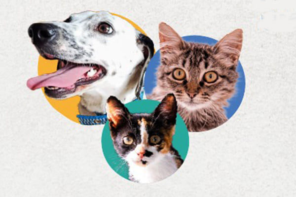 Parque Ecológico Eldorado recebe mais um evento de adoção de cães e gatos