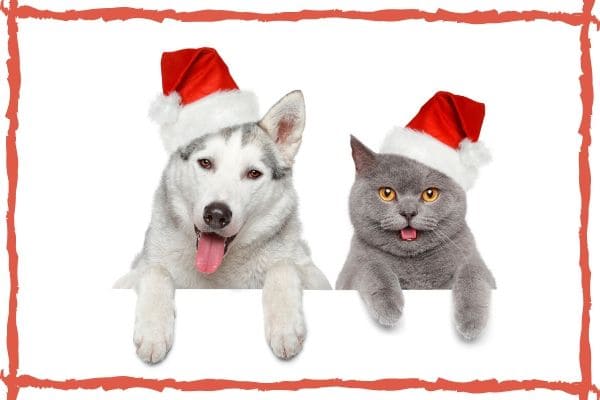 Veterinário dá dicas para evitar estresse nos pets no fim de ano