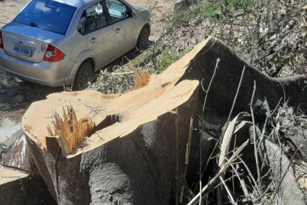 Movimento SOS Vargem das Flores denuncia corte de árvores