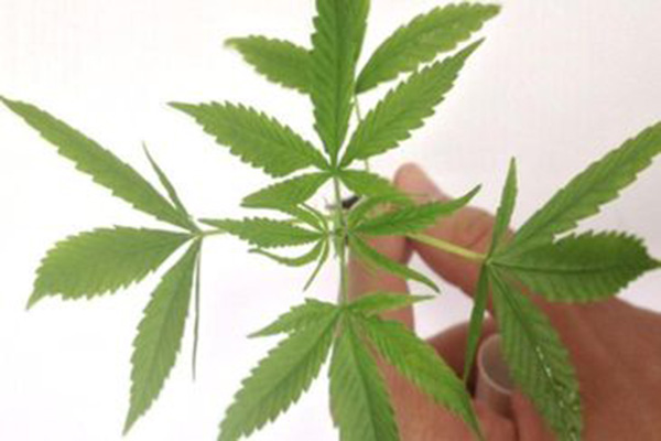 Após críticas, Senado apaga publicação sobre efeitos da maconha
