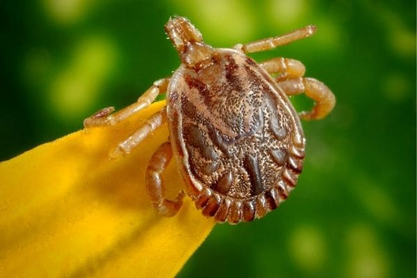 Técnicas do Ministério da Saúde entregam relatório sobre febre maculosa em Contagem
