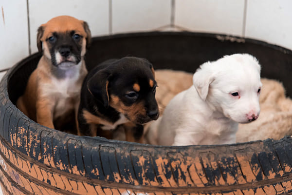 À disposição para adoção cães vítimas de acidentes e maus tratos 