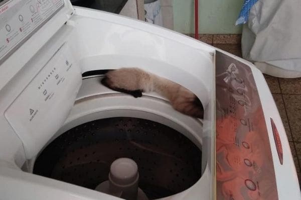 Bombeiros resgatam gato preso em máquina de lavar roupas