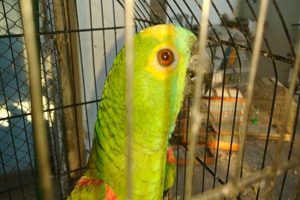 Operação combate tráfico de animais silvestres em Minas