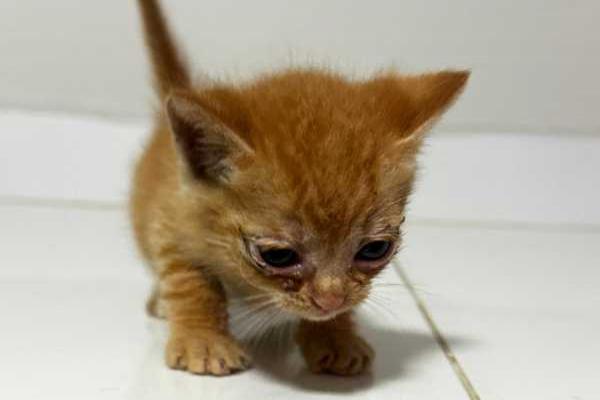 Adote um lindo gatinho e leve o amor pra casa