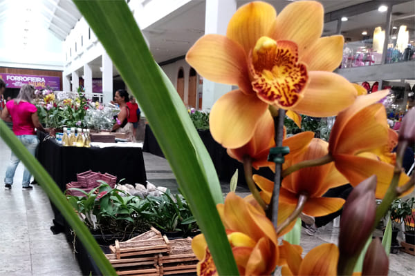 Festival de orquídeas, últimos dias