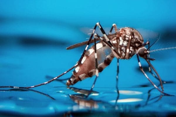 Dengue: notificações aumentam 2,38% em uma semana em Contagem