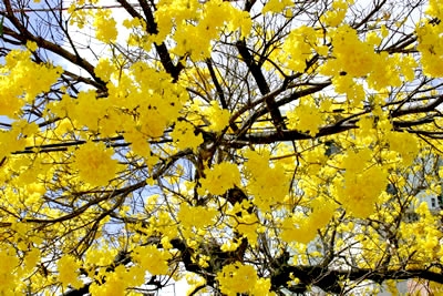 Primavera, estação das flores