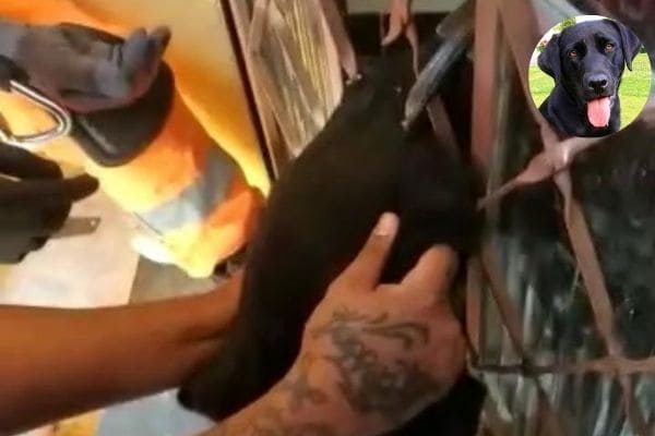 Cão fica preso em porta e mobiliza os bombeiros em Contagem