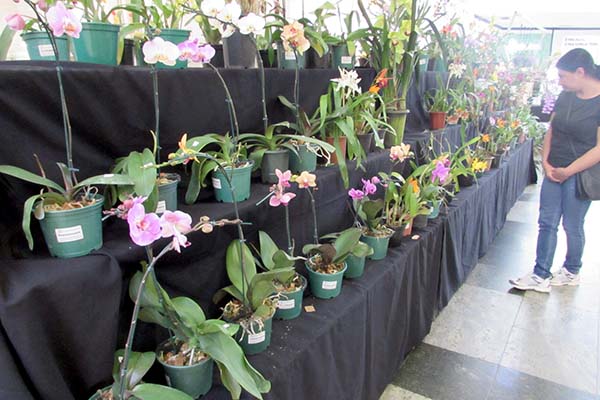 7º Festival de Orquídeas começa na quinta-feira, em Contagem