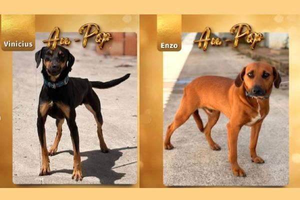 UVZ de Contagem promove adoção responsável de cães resgatados