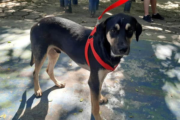 Saúde animal ganha destaque no Parque Ecológico Eldorado