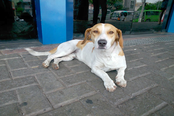 Cão de rua busca abrigo na Caixa