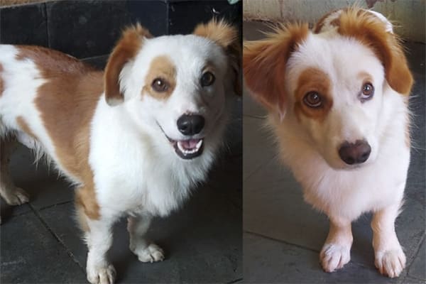 Por favor, ajudem a encontrar o Caramelo