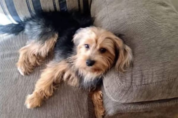 Procura-se o Lucky, um Yorkshire fujão
