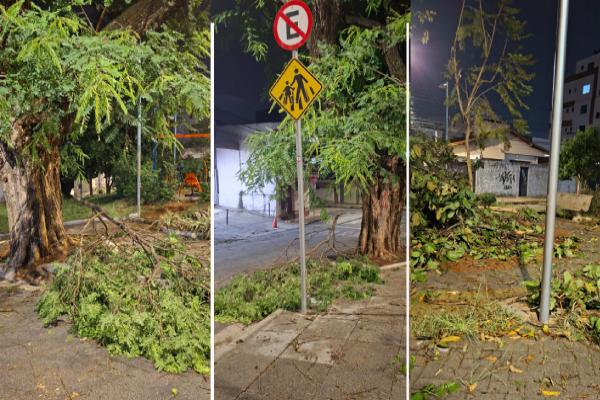 Vendaval derruba árvores na praça do Rotary, em Contagem
