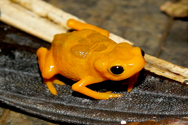 Nova espécie de sapo é encontrada em parque de Minas Gerais