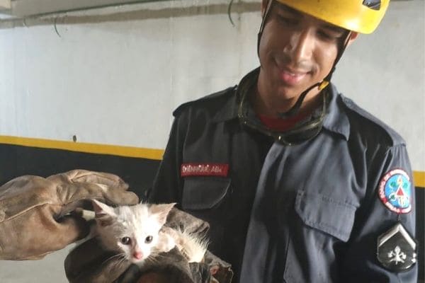 Bombeiros salvam gato preso em tubulação de condomínio