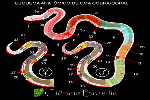 Acervo de serpentes nacionais está disponível na internet