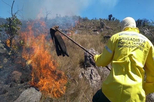 IEF contrata brigadistas temporários
