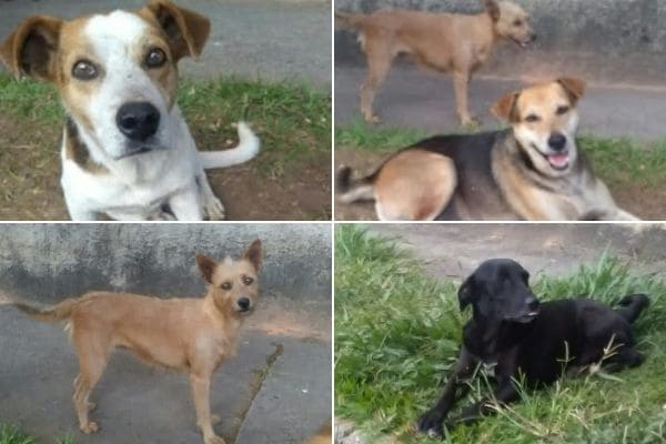Moradores pedem ajuda para cães que vivem em rua do bairro Arvoredo