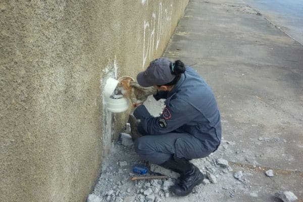 Bombeiros resgatam gato em tubulação de água
