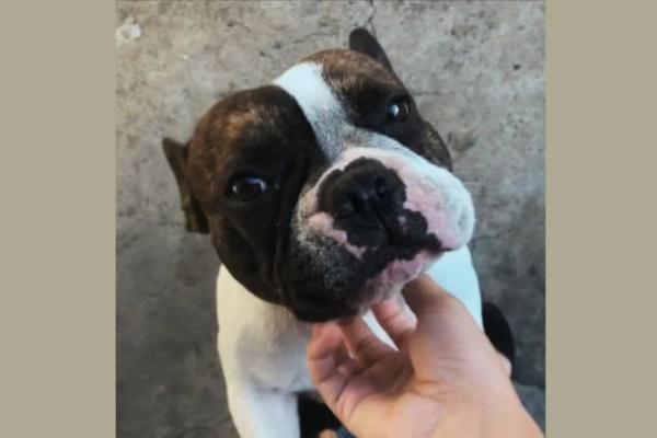 Bulldog Francês desaparece e família pede ajuda para encontrá-lo