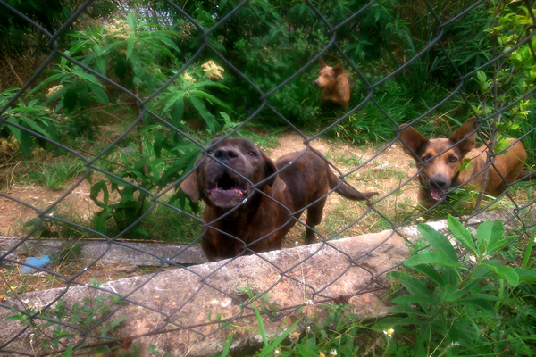 Cães maltratados sofrem para conseguir alimentos