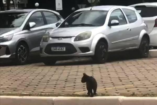Alunos da PUC Minas denunciam maus-tratos a gatos no campus São Gabriel, em BH