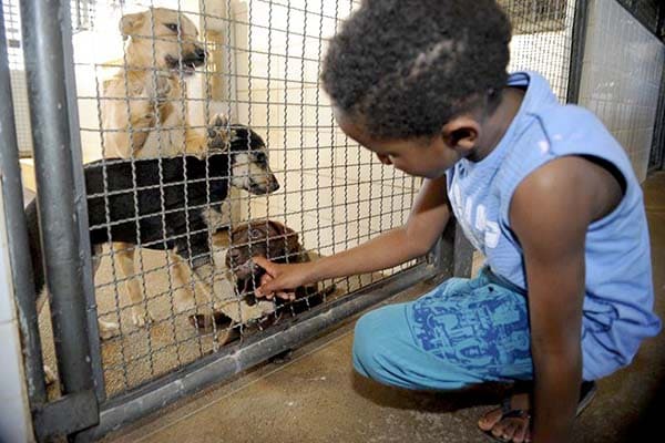 Resolução caracteriza crueldade, abuso e maus-tratos contra animais