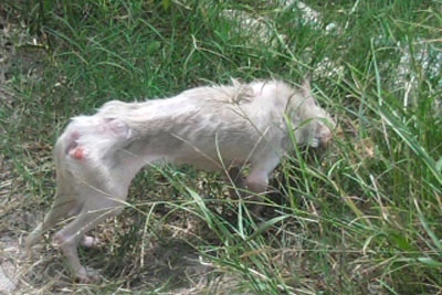 Leitor reclama do cão do vizinho