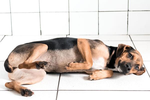 Campanha de adoção de animais em Contagem