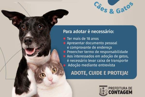 Feira do Eldorado recebe mais um evento de adoção de cães e gatos 