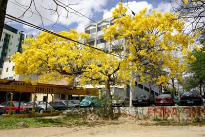 A primavera embeleza Contagem.