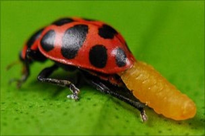 Vespa parasita transforma joaninha em guarda-costas 